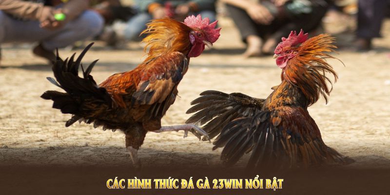 Tổng hợp những cách thức chơi đá gà nổi bật tại 23Win