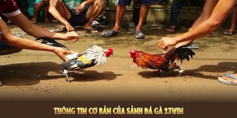 Các thông tin cơ bản của sảnh Đá Gà 23WIN