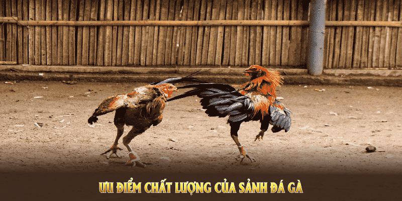 Nhiều điểm sáng về dịch vụ chất lượng có trên Đá Gà 23WIN